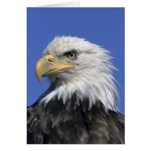 Bald Eagle, (Haliaeetus leucocephalus), wild,