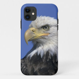 Bald Eagle, (Haliaeetus leucocephalus), wild, Case-Mate iPhone Case