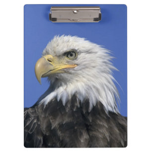 Bald Eagle, (Haliaeetus leucocephalus), wild, Clipboard