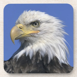 Bald Eagle, (Haliaeetus leucocephalus), wild, Coaster