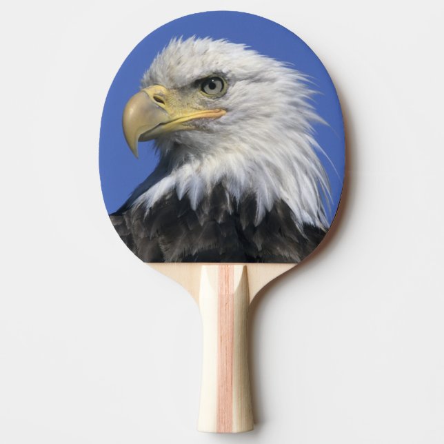 Bald Eagle, (Haliaeetus leucocephalus), wild, Ping Pong Paddle (Front)
