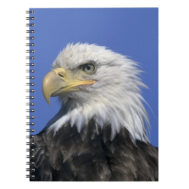 Bald Eagle, (Haliaeetus leucocephalus), wild, Spiral Notebook (Front)