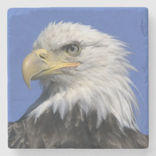 Bald Eagle, (Haliaeetus leucocephalus), wild, Stone Coaster