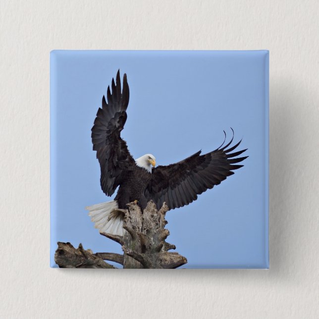 Bald Eagle (Haliaeetus leucocephalus) with wings 15 Cm Square Badge (Front)