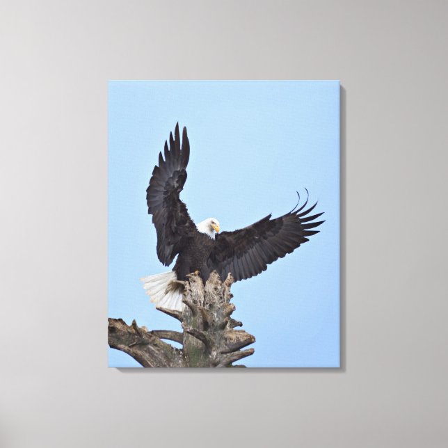 Bald Eagle (Haliaeetus leucocephalus) with wings Canvas Print (Front)