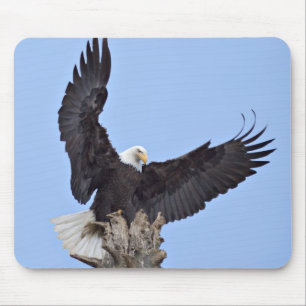 Bald Eagle (Haliaeetus leucocephalus) with wings Mouse Pad