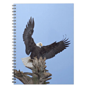 Bald Eagle (Haliaeetus leucocephalus) with wings Spiral Notebook
