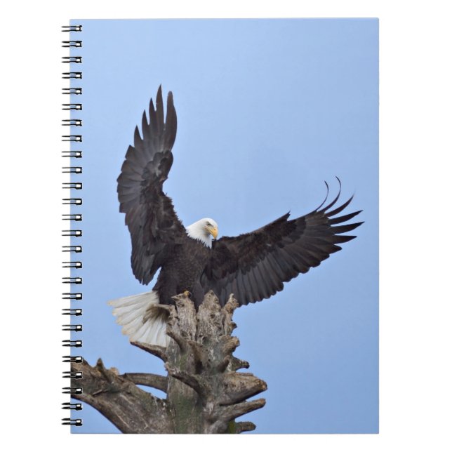 Bald Eagle (Haliaeetus leucocephalus) with wings Spiral Notebook (Front)
