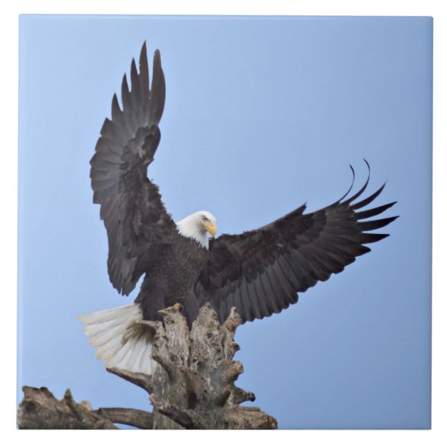 Bald Eagle (Haliaeetus leucocephalus) with wings Tile (Front)