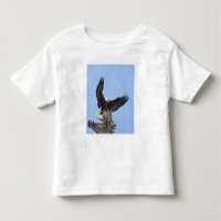 Bald Eagle (Haliaeetus leucocephalus) with wings