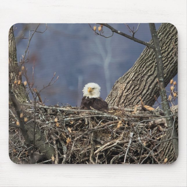 Bald Eagle having a bad hair day Mouse Pad (Front)