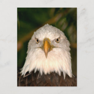 Bald Eagle Head On photograph design Postcard