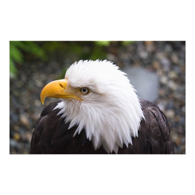 Bald Eagle Head Photo (Front)