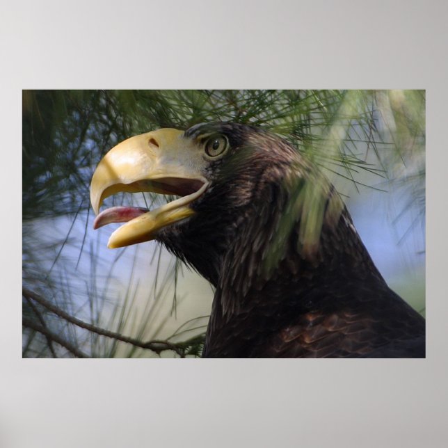 Bald Eagle Hiding poster (Front)