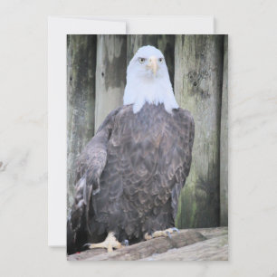 Bald eagle holiday card
