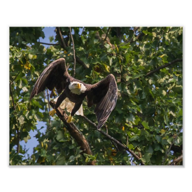 Bald Eagle In A Batman Pose. Photo Print (Front)