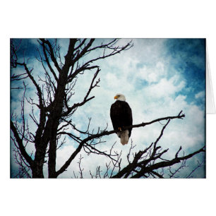 Bald Eagle in a Tree With Blue Sky All Occasions