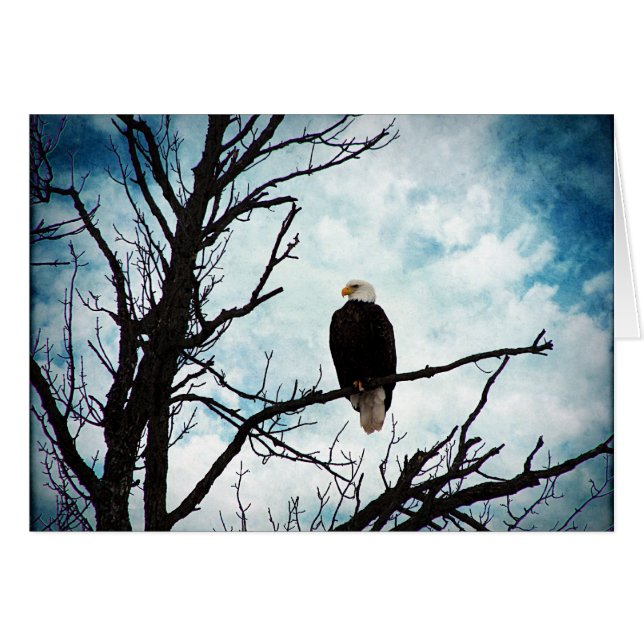 Bald Eagle in a Tree With Blue Sky All Occasions (Front Horizontal)
