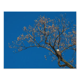 Bald Eagle In A Tulip Tree Photo Print