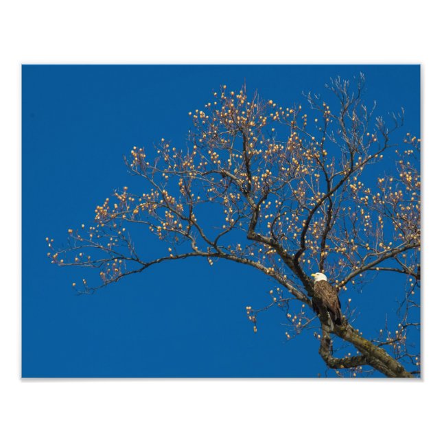 Bald Eagle In A Tulip Tree Photo Print (Front)