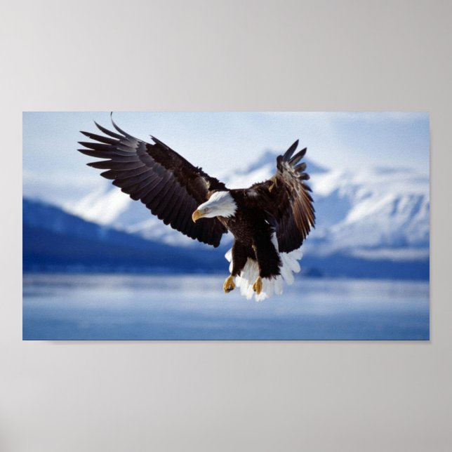 BALD EAGLE IN ALASKA POSTER (Front)