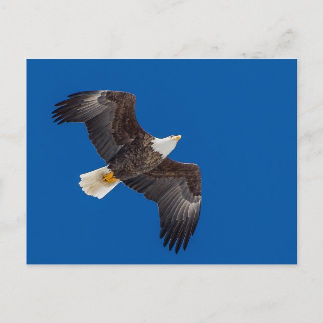 Bald Eagle In Blue Sky Postcard (Front)