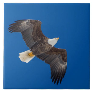 Bald Eagle In Blue Sky Tile