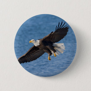 Bald eagle in flight 6 cm round badge