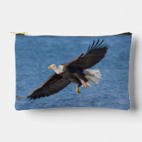 Bald eagle in flight