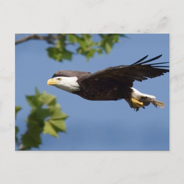 Bald Eagle in Flight Blue Sky Postcard (Front)