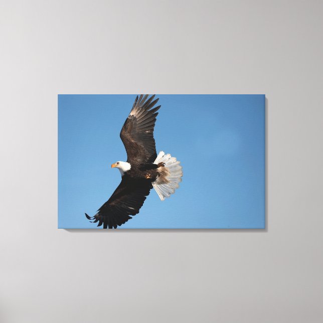 Bald Eagle in Flight Canvas Print (Front)