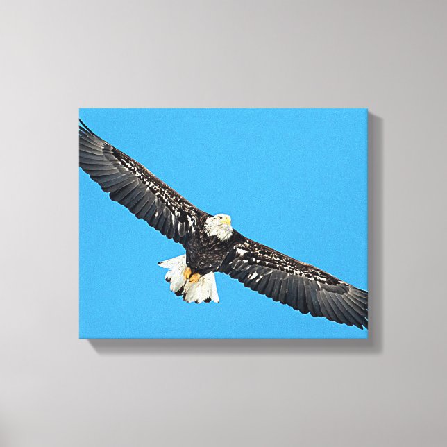 Bald Eagle in flight Canvas Print (Front)