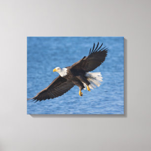 Bald eagle in flight canvas print