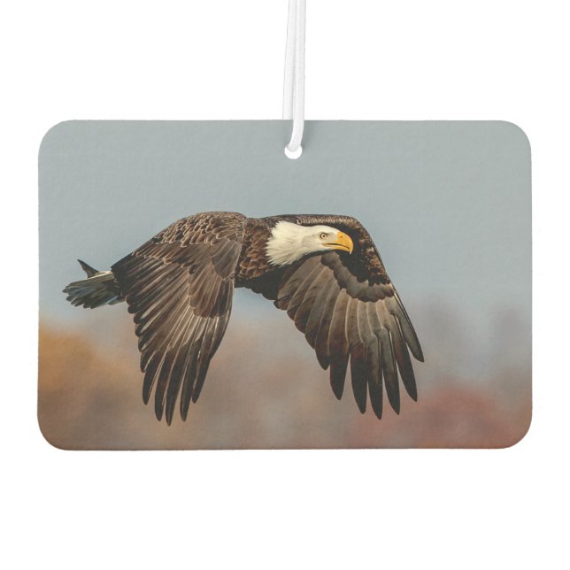 Bald Eagle in flight Car Air Freshener (Back)