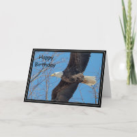 Bald Eagle in flight