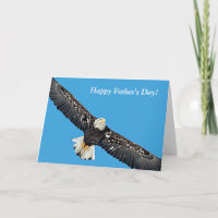 Bald Eagle in flight
