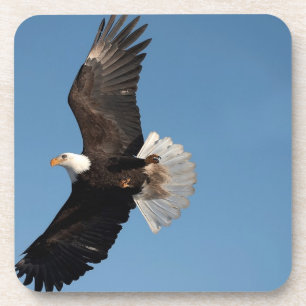 Bald Eagle in Flight Coaster