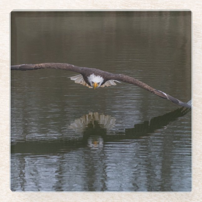 Bald Eagle in Flight Glass Coaster (Front)