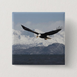 Bald Eagle in Flight, Haliaeetus leucocephalus, 15 Cm Square Badge