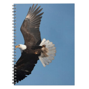 Bald Eagle in Flight, Haliaeetus leucocephalus, 2 Notebook