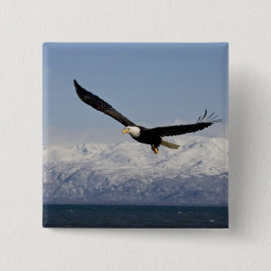 Bald Eagle in Flight, Haliaeetus leucocephalus, 3 15 Cm Square Badge