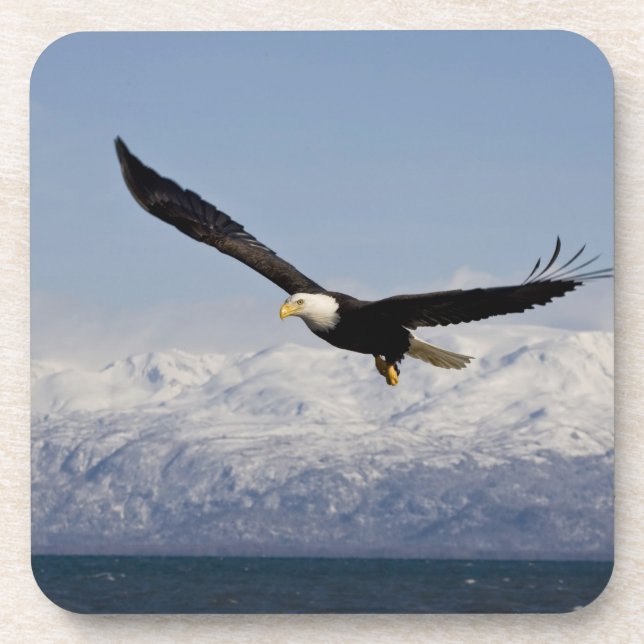 Bald Eagle in Flight, Haliaeetus leucocephalus, 3 Coaster (Front)