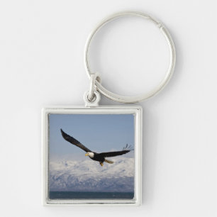 Bald Eagle in Flight, Haliaeetus leucocephalus, 3 Key Ring