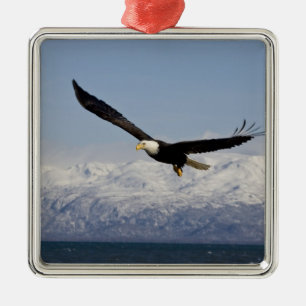 Bald Eagle in Flight, Haliaeetus leucocephalus, 3 Metal Tree Decoration