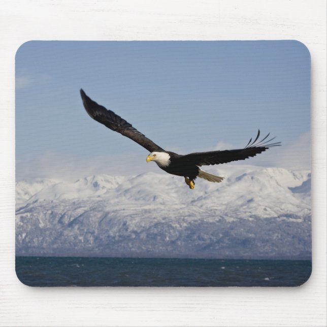 Bald Eagle in Flight, Haliaeetus leucocephalus, 3 Mouse Pad (Front)