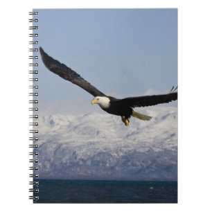 Bald Eagle in Flight, Haliaeetus leucocephalus, 3 Notebook