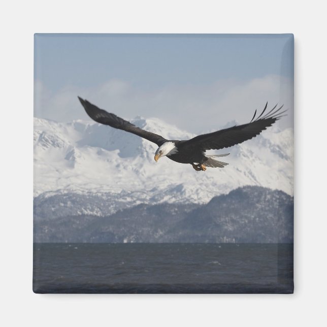 Bald Eagle in Flight, Haliaeetus leucocephalus, Magnet (Front)