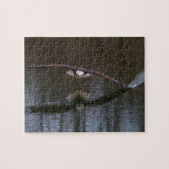 Bald Eagle in Flight Jigsaw Puzzle (Horizontal)