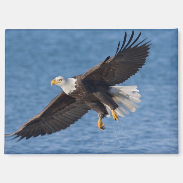 Bald eagle in flight magnet (Front)