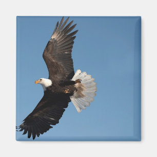 Bald Eagle in Flight Magnet